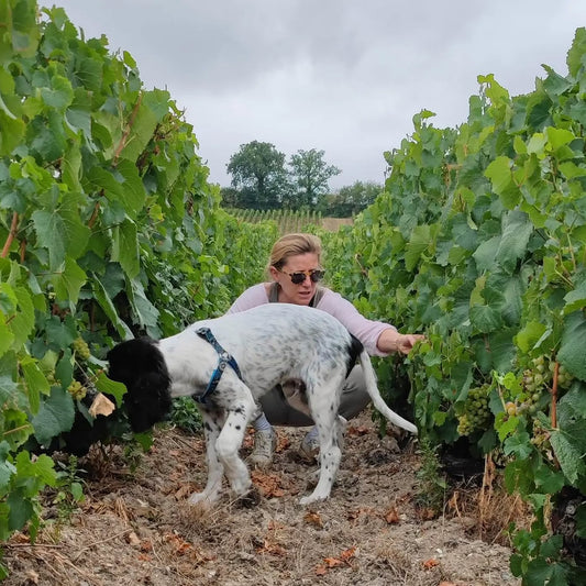 Montrachet Champagne héraðsins - Sante.is