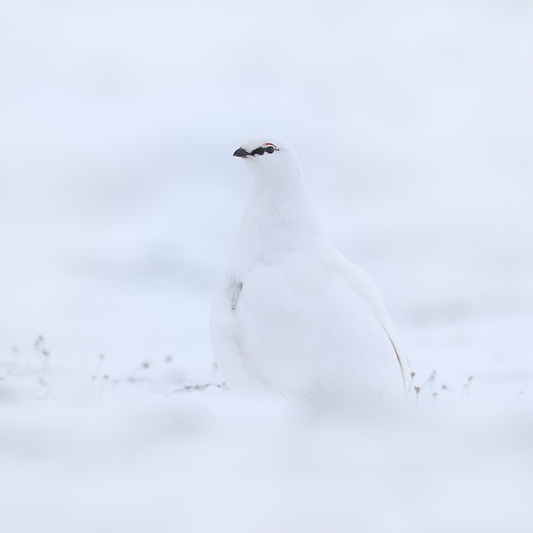Hvað á að drekka með rjúpu?