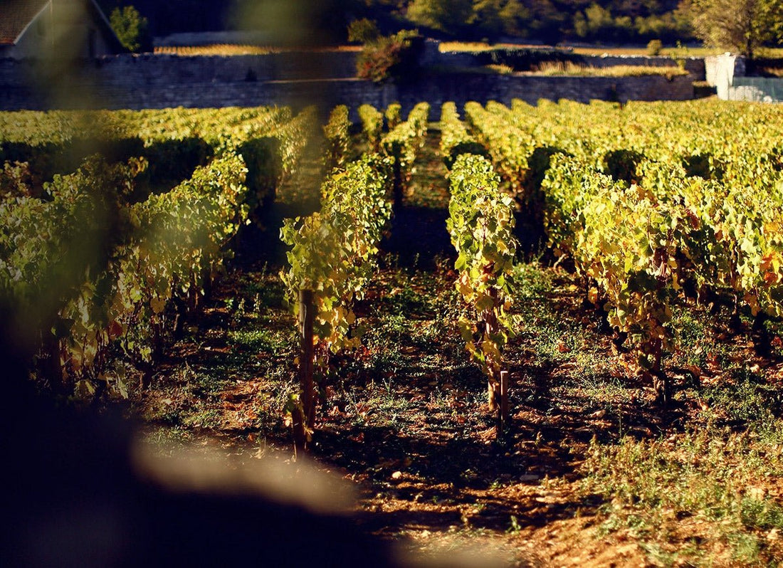 Vínhrif (Vins d'Emotion) - Sante.is