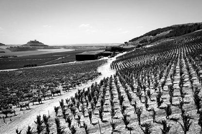 2020 Carraovejas Cuesta de las Liebres - Sante.is