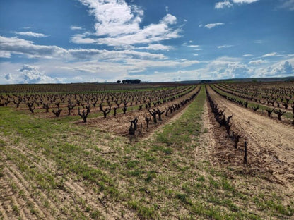 2023 Viña Pedrosa El Otero - Sante.is